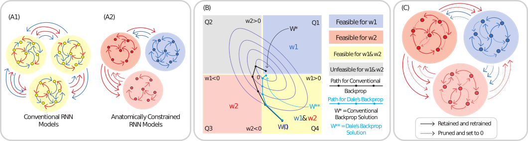 Schematic for constructing biologically constrained RNNs